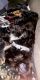 Shih Tzu Puppies for sale in Fairfield, CT, USA. price: NA