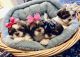 Shih Tzu Puppies for sale in Cumming, GA, USA. price: NA