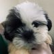 Shih Tzu Puppies for sale in Temple, TX, USA. price: $550