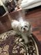 Shih Tzu Puppies for sale in Katy, TX 77450, USA. price: NA