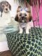 Shih Tzu Puppies for sale in Newark, NJ, USA. price: $500