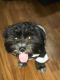 Shih Tzu Puppies for sale in Oakland, CA, USA. price: NA