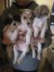 Shih Tzu Puppies for sale in Alexandria, MN 56308, USA. price: NA