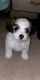 Shih Tzu Puppies for sale in 3220 W Pearl St, Pasco, WA 99301, USA. price: NA