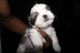 Shih Tzu Puppies for sale in Kansas City, KS, USA. price: NA