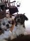 Shih Tzu Puppies for sale in Sparta, MI 49345, USA. price: $700