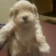 Shih Tzu Puppies for sale in Sumter, SC, USA. price: NA