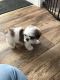 Shih Tzu Puppies for sale in Lahmansville, WV 26833, USA. price: $750