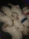 Shih Tzu Puppies for sale in Island Ave, Philadelphia, PA, USA. price: $900