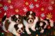 Shih Tzu Puppies for sale in Aurora, MO 65605, USA. price: $375