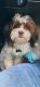 Shih Tzu Puppies for sale in Newport News, VA 23602, USA. price: NA