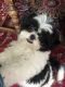 Shih Tzu Puppies for sale in Pinckney, MI 48169, USA. price: NA