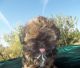 Shih Tzu Puppies for sale in Sun City, AZ 85387, USA. price: NA
