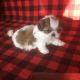 Shih Tzu Puppies for sale in Murphy, NC 28906, USA. price: $750
