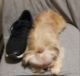 Shih Tzu Puppies for sale in Cave City, AR 72521, USA. price: NA
