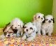 Shih Tzu Puppies for sale in Albuquerque, NM 87110, USA. price: $600