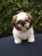 Shih Tzu Puppies for sale in Greenville, SC, USA. price: NA