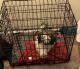 Shih Tzu Puppies for sale in Fort Wayne, IN, USA. price: NA