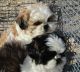 Shih Tzu Puppies for sale in Pahrump, NV, USA. price: $1,000