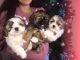 Shih Tzu Puppies for sale in 1232 Concord Ave, Madera, CA 93637, USA. price: NA