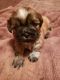 Shih Tzu Puppies for sale in Liberty, MO 64068, USA. price: NA