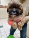 Shih Tzu Puppies for sale in Alger, MI 48610, USA. price: NA