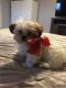 Shih Tzu Puppies for sale in Kirtland, OH 44094, USA. price: NA