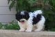 Shih Tzu Puppies for sale in 114-34 121st St, Jamaica, NY 11420, USA. price: NA