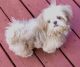 Shih Tzu Puppies for sale in Winston-Salem, NC, USA. price: $900