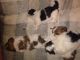 Shih Tzu Puppies for sale in Kent, WA, USA. price: NA