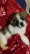 Shih Tzu Puppies for sale in Sanford, FL 32771, USA. price: $800