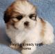 Shih Tzu Puppies for sale in Clifton, NJ 07011, USA. price: NA