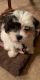 Shih Tzu Puppies for sale in Rockford, IL, USA. price: $3,000