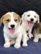 Shih Tzu Puppies for sale in Waipahu, HI 96797, USA. price: NA