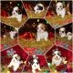 Shih Tzu Puppies for sale in 3326 NW 6th Terrace, Cape Coral, FL 33993, USA. price: NA