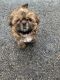 Shih Tzu Puppies for sale in Lake in the Hills, IL, USA. price: $500