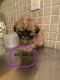 Shih Tzu Puppies for sale in 362 Highland Ave, Clifton, NJ 07011, USA. price: NA