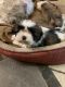 Shih Tzu Puppies for sale in Shawnee, KS, USA. price: $600