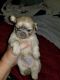 Shih Tzu Puppies for sale in Iola, TX 77861, USA. price: $650