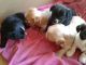 Shih Tzu Puppies for sale in Visalia, CA, USA. price: $350
