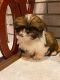 Shih Tzu Puppies for sale in Niles, IL, USA. price: NA