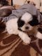 Shih Tzu Puppies for sale in Alvin, SC 29479, USA. price: NA