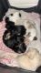Shih Tzu Puppies for sale in Sacramento, CA 95828, USA. price: NA