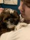 Shih Tzu Puppies for sale in Allentown, PA, USA. price: NA