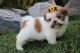 Shih Tzu Puppies for sale in Sun City, AZ, USA. price: NA