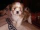 Shih Tzu Puppies for sale in Berkeley Springs, WV 25411, USA. price: $550