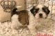 Shih Tzu Puppies for sale in Peachtree City, GA, USA. price: NA