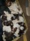 Shih Tzu Puppies for sale in Centralia, MO 65240, USA. price: NA