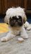 Shih Tzu Puppies for sale in Georgetown, KY 40324, USA. price: $600