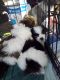 Shih Tzu Puppies for sale in Union City, OH 45390, USA. price: NA